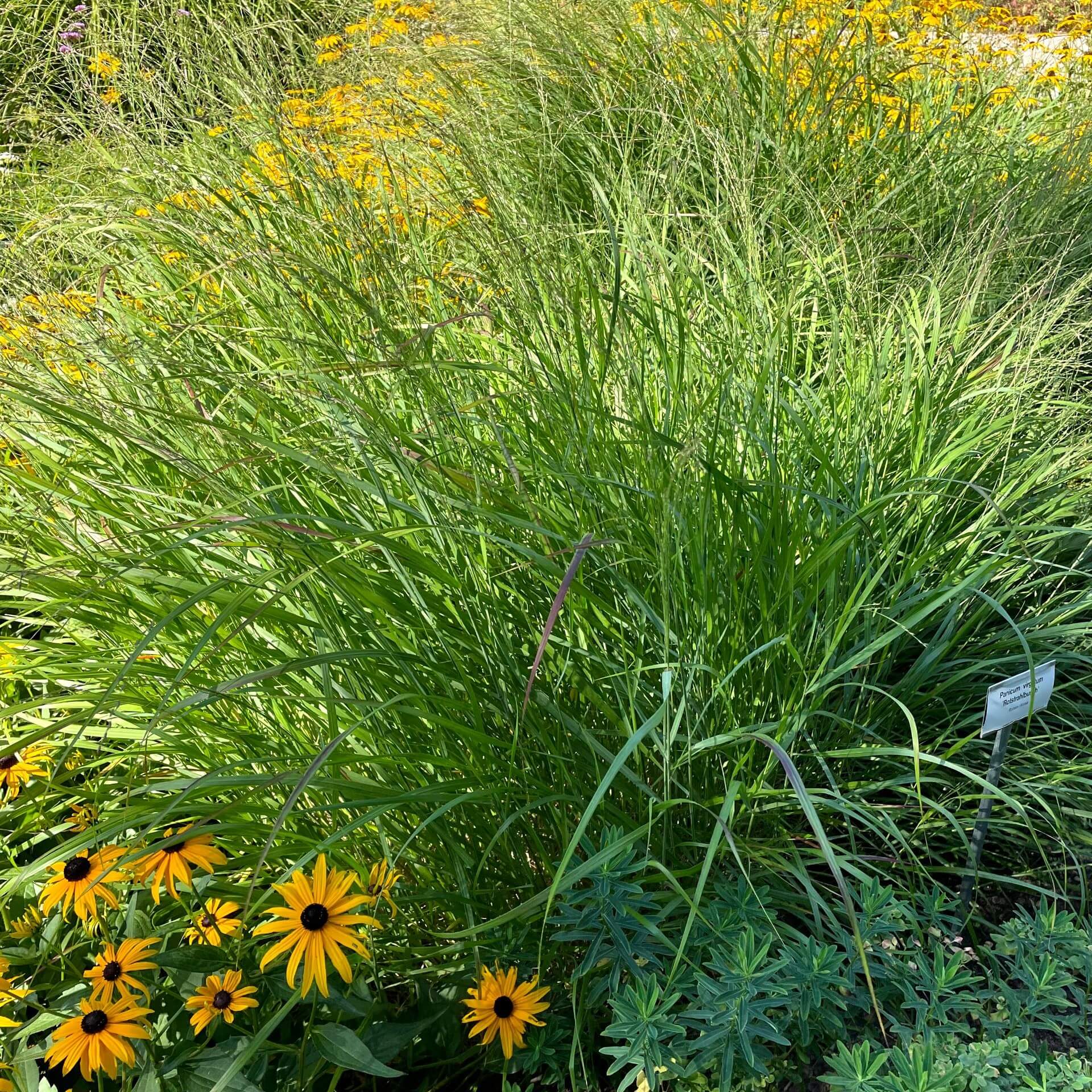 Ruten-Hirse 'Rotstrahlbusch' (Panicum virgatum 'Rotstrahlbusch')