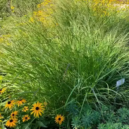 Foto von Ruten-Hirse 'Rotstrahlbusch' (Panicum virgatum 'Rotstrahlbusch')