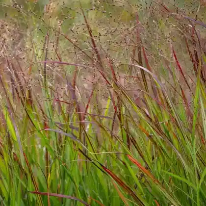Foto von Ruten-Hirse 'Shenandoah' (Panicum virgatum 'Shenandoah')