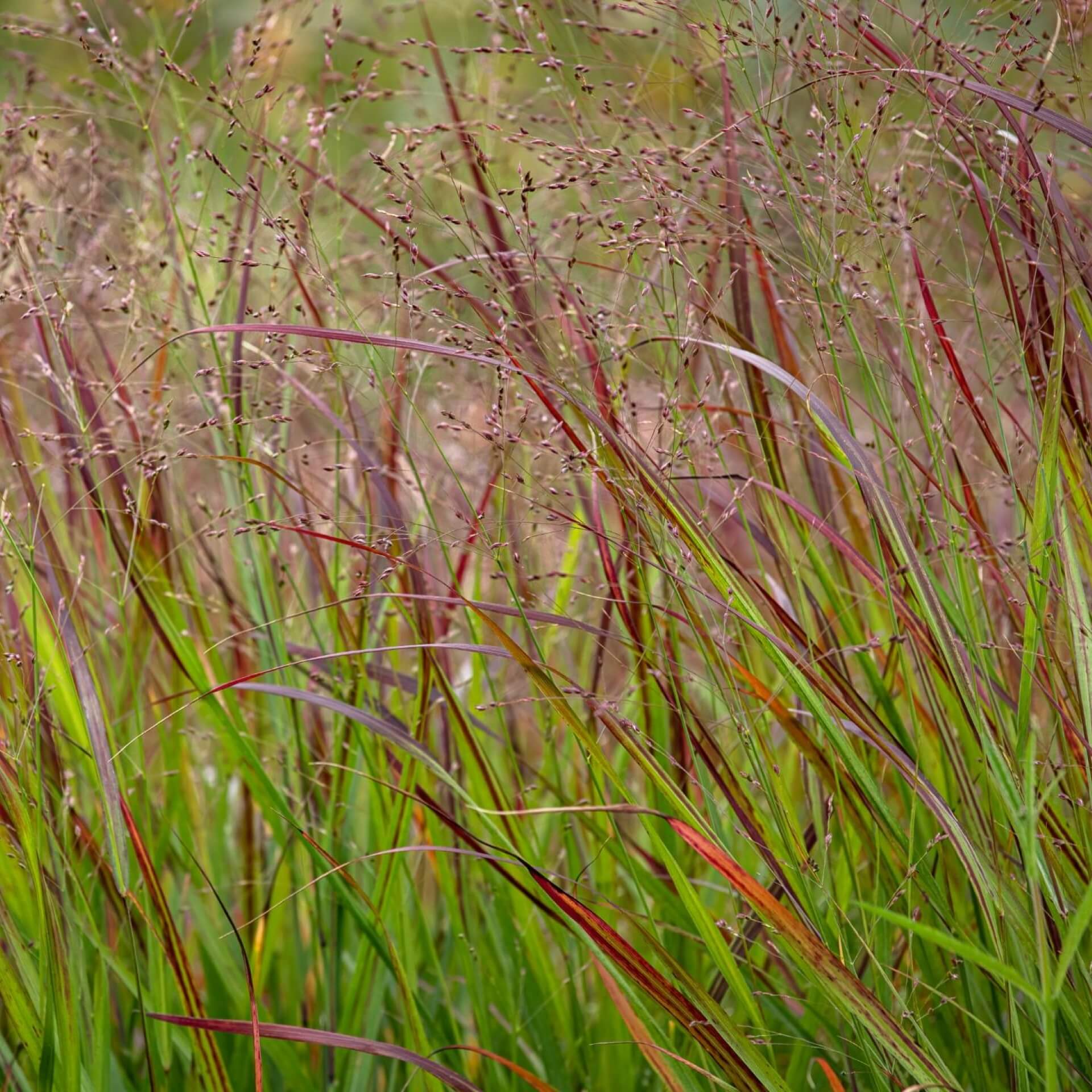 RutenHirse 'Shenandoah' / Panicum virgatum 'Shenandoah'