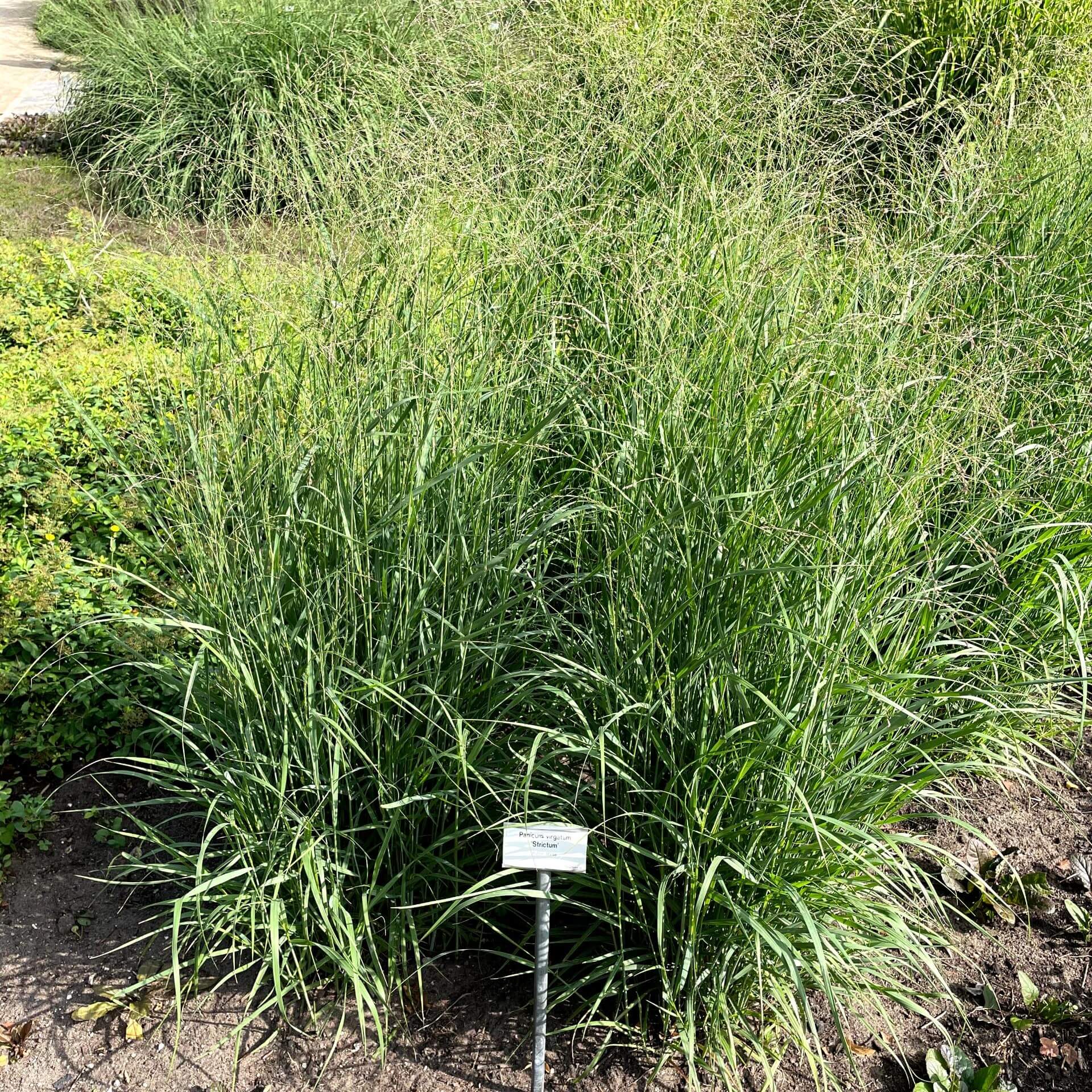 Rutenhirse 'Strictum' (Panicum virgatum 'Strictum')