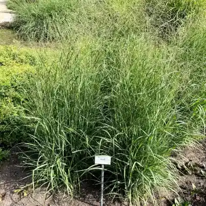 Foto von Rutenhirse 'Strictum' (Panicum virgatum 'Strictum')