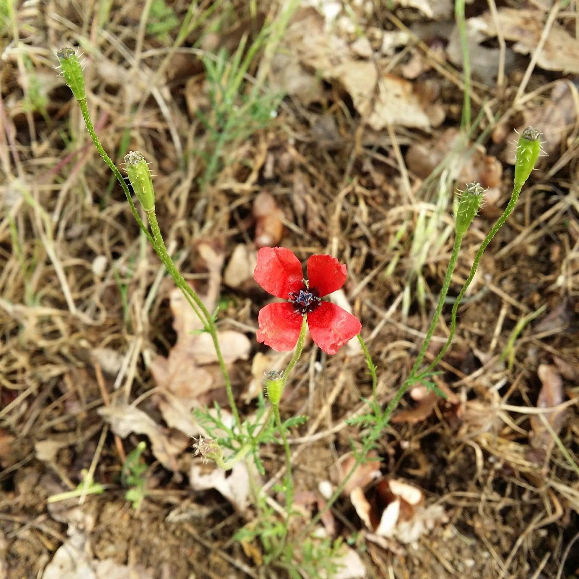 Sand-Mohn (Papaver argemone)