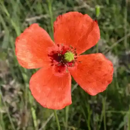 Foto von Saat-Mohn (Papaver dubium)