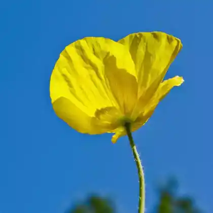 Foto von Islandmohn 'Pacino' (Papaver nudicaule 'Pacino')