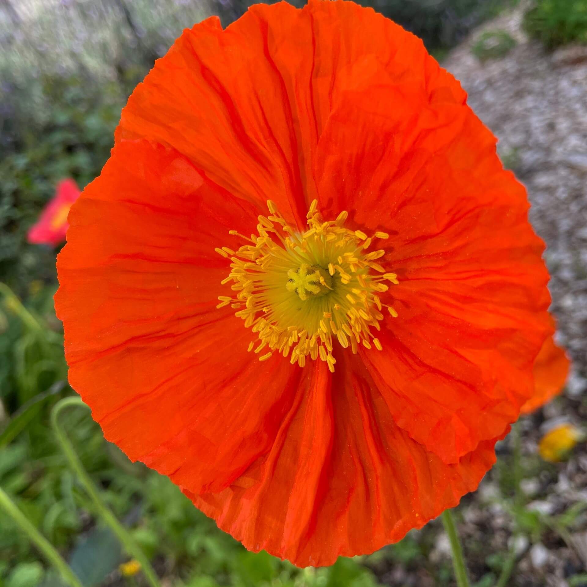 Islandmohn (Papaver nudicaule)