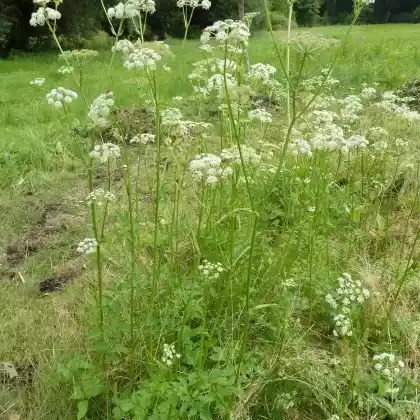 Foto von Sumpf-Engelwurz (Angelica palustris)