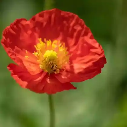 Foto von Islandmohn 'Gartenzwerg' (Papaver nudicaule 'Gartenzwerg')