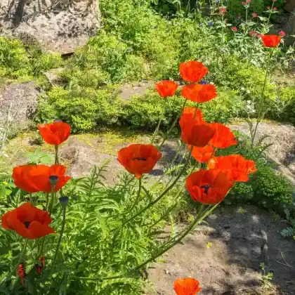 Foto von Türkischer Mohn (Papaver orientale)