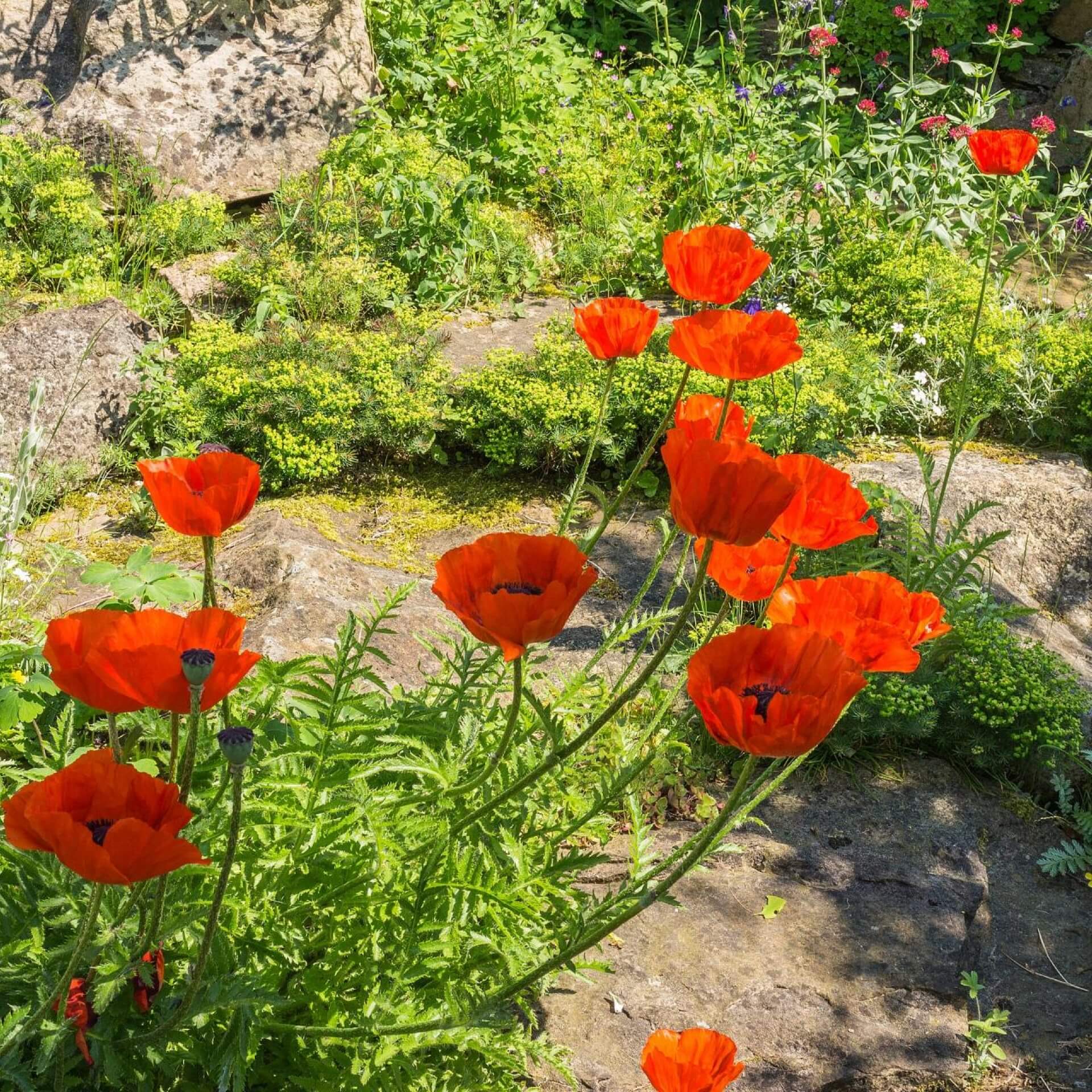Türkischer Mohn / Papaver orientale