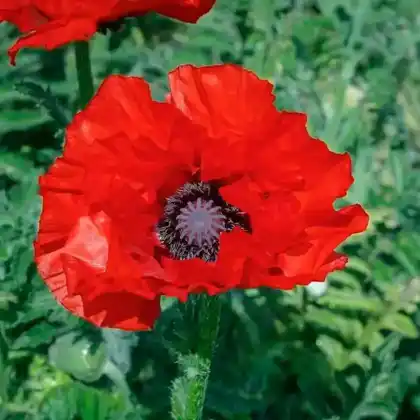Foto von Türkischer Mohn 'Aladin' (Papaver orientale 'Aladin')