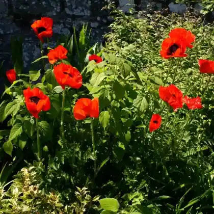 Foto von Türkischer Mohn 'Beauty of Livermere' (Papaver orientale 'Beauty of Livermere')
