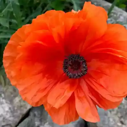 Foto von Türkischer Mohn 'Brillant' (Papaver orientale 'Brillant')