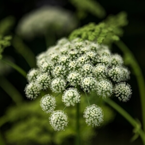 Angelica sylvestris
