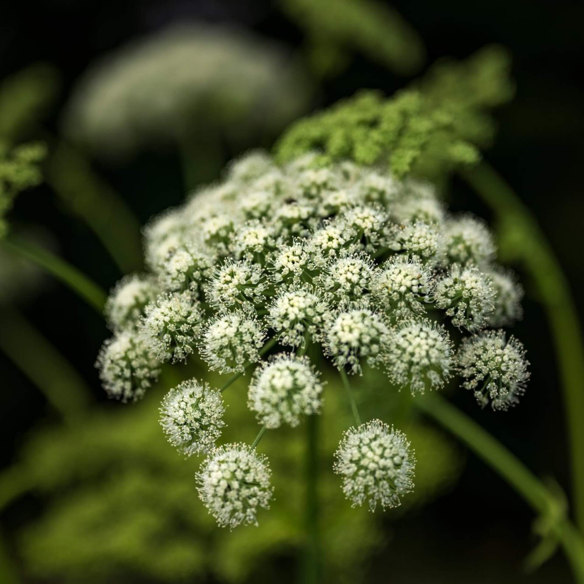 Wald-Engelwurz (Angelica sylvestris)