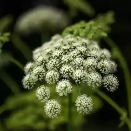 Foto von Wald-Engelwurz (Angelica sylvestris)