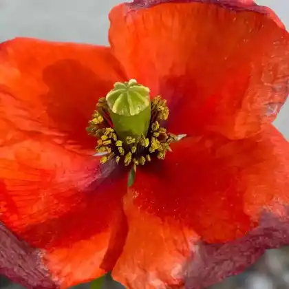 Foto von Klatschmohn (Papaver rhoeas)
