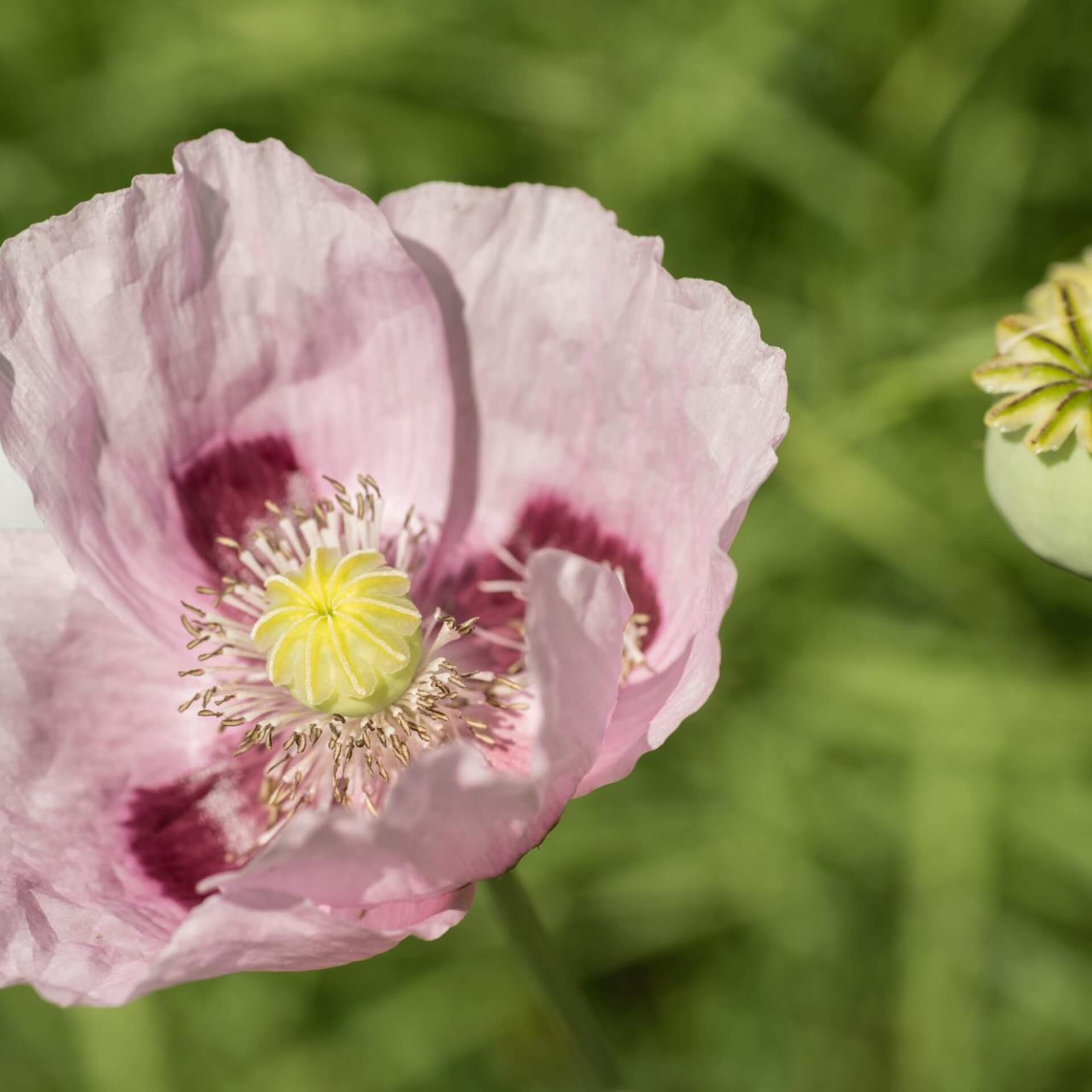 Schlafmohn (Papaver somniferum)