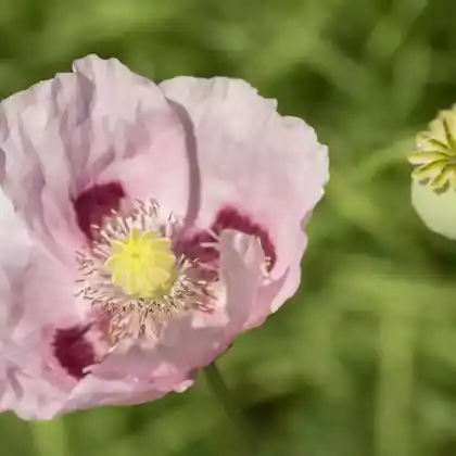 Foto von Schlafmohn (Papaver somniferum)