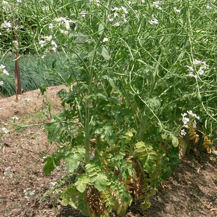 49+ Garten-Rettich Nährwert, Mit 100 g nimmt man bis zu 27000 µg