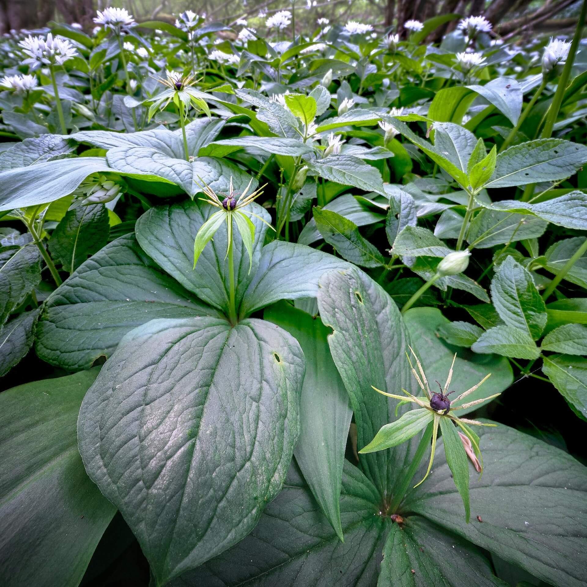 Vierblättrige Einbeere (Paris quadrifolia)