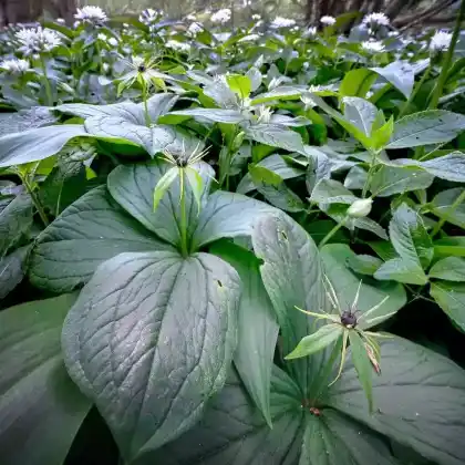 Foto von Vierblättrige Einbeere (Paris quadrifolia)