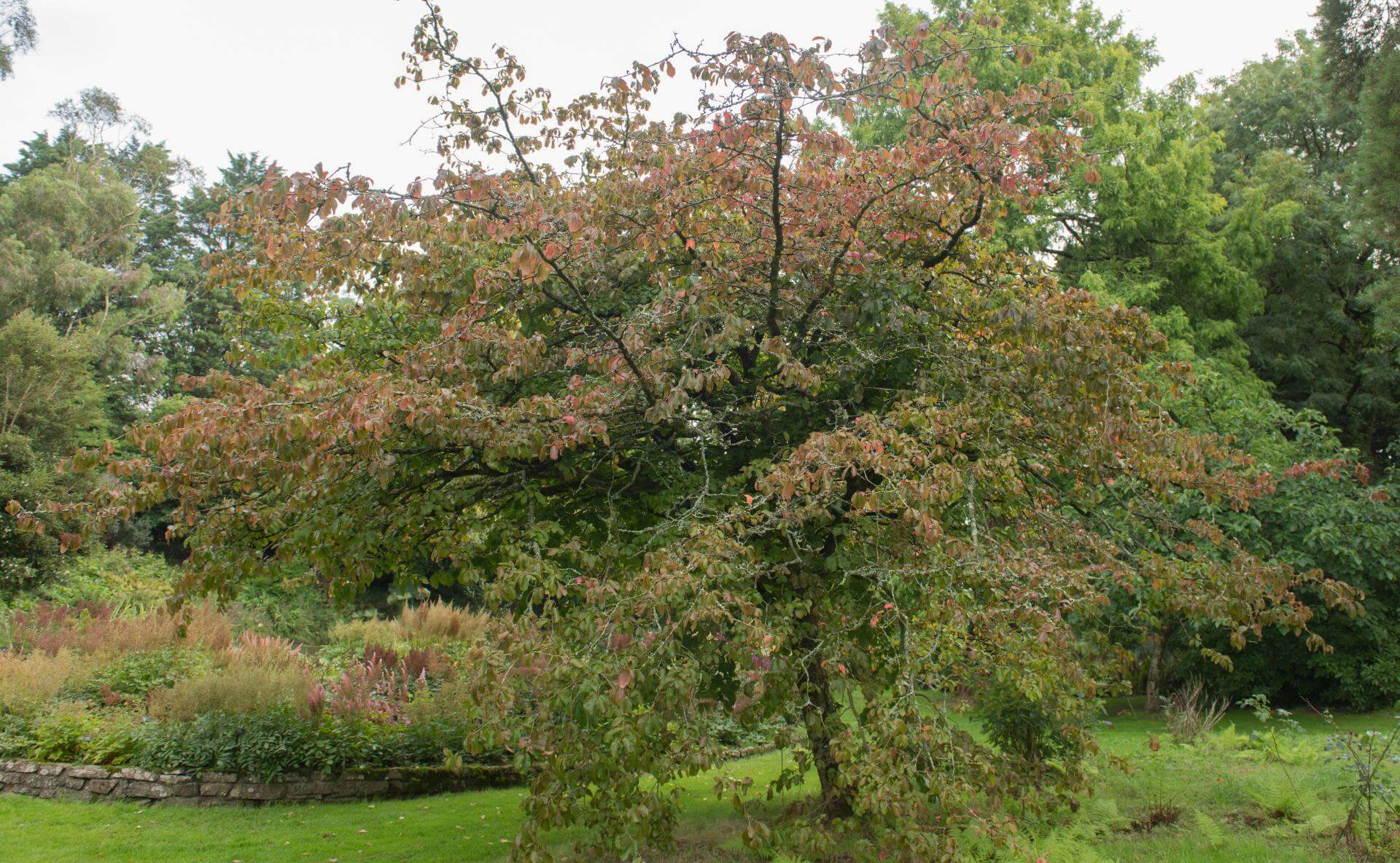 Persischer Eisenholzbaum / Parrotia persica