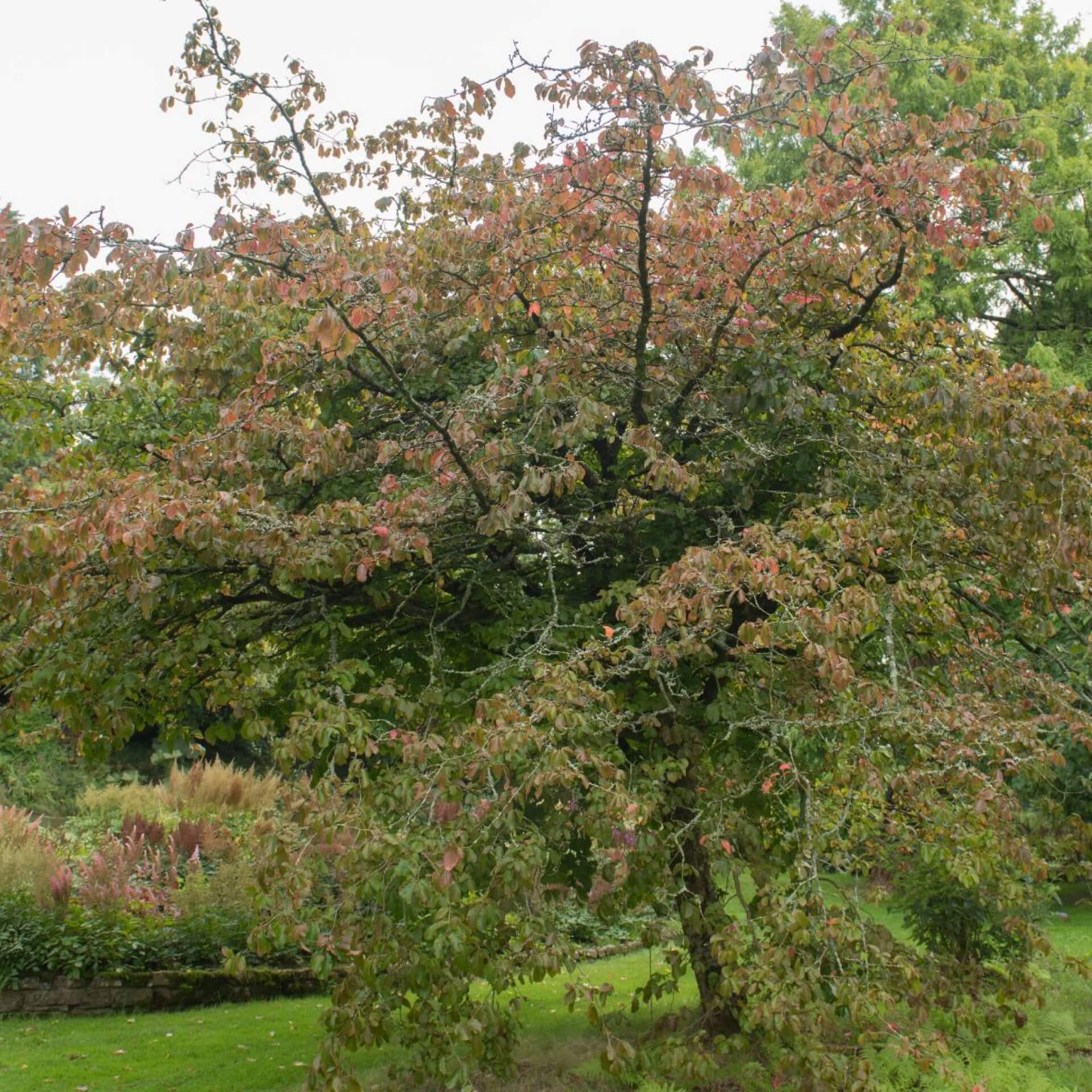 Persischer Eisenholzbaum (Parrotia persica)
