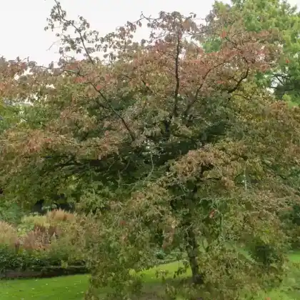 Foto von Persischer Eisenholzbaum (Parrotia persica)