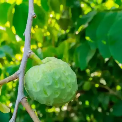 Foto von Cherimoya (Annona cherimola)