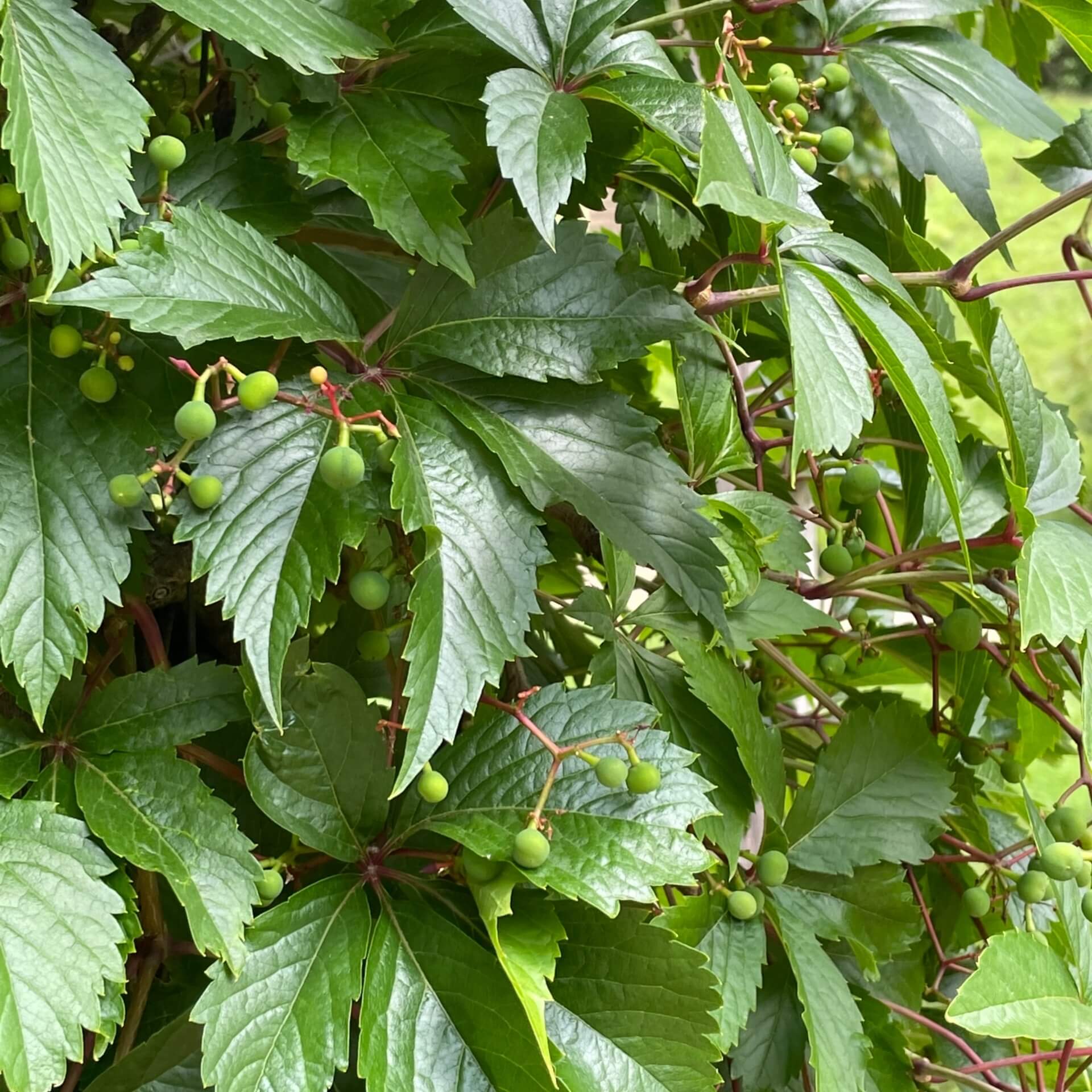 Selbstkletternde Jungfernrebe (Parthenocissus quinquefolia)