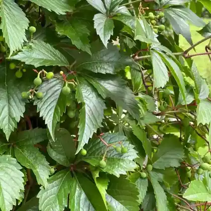 Foto von Selbstkletternde Jungfernrebe (Parthenocissus quinquefolia)