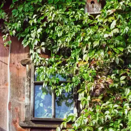 Foto von Selbstklimmender Mauerwein 'Engelmannii' (Parthenocissus quinquefolia 'Engelmannii')