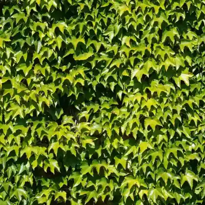 Foto von Dreispitzige Jungfernrebe (Parthenocissus tricuspidata)