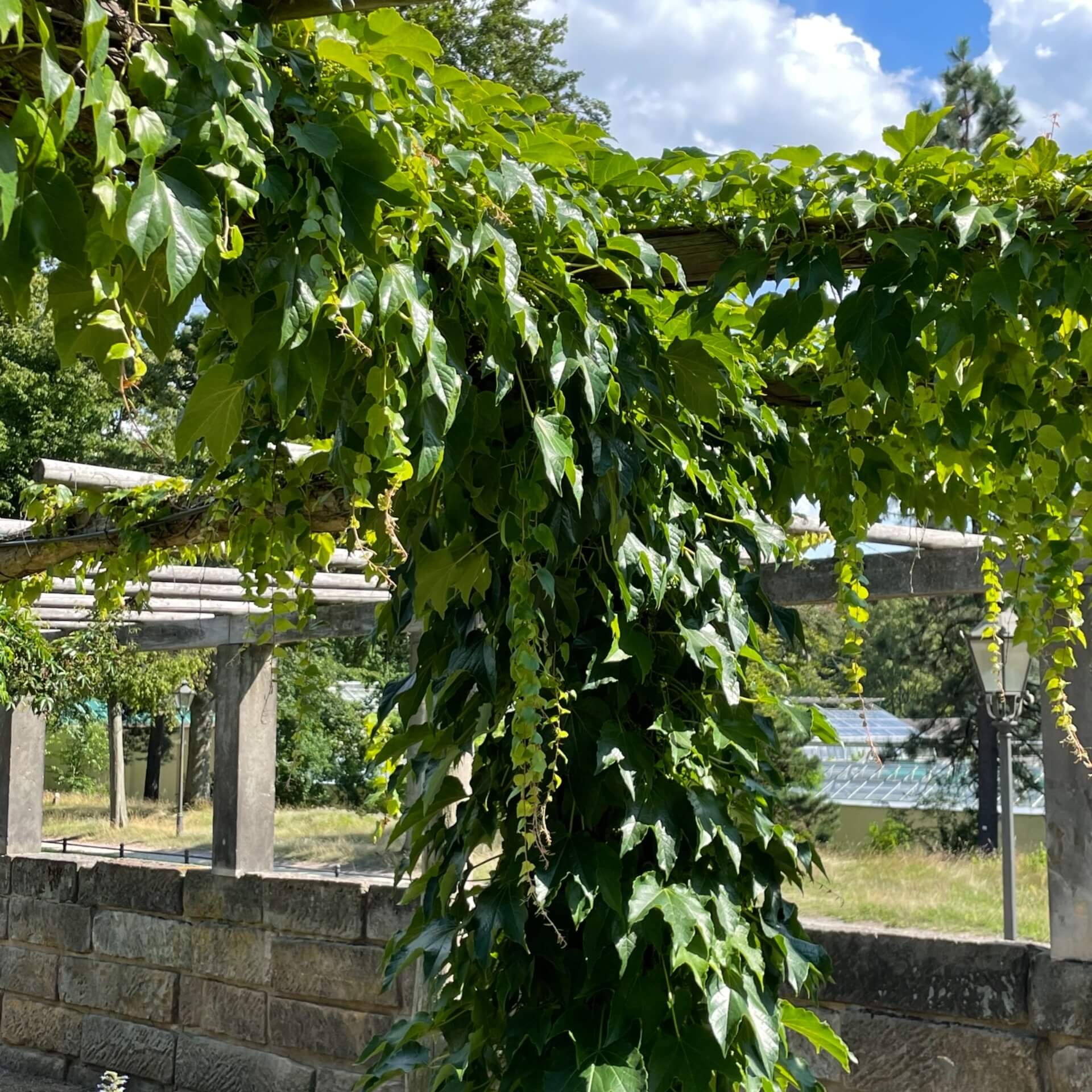 Dreilappige Jungfernrebe 'Veitchii' (Parthenocissus tricuspidata 'Veitchii')