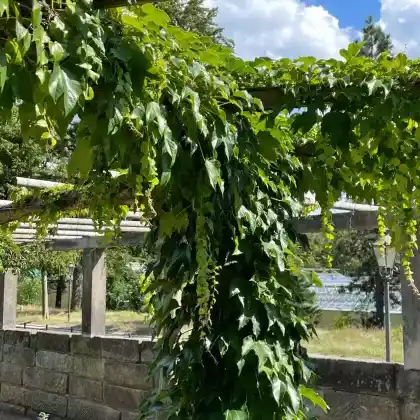 Foto von Dreilappige Jungfernrebe 'Veitchii' (Parthenocissus tricuspidata 'Veitchii')