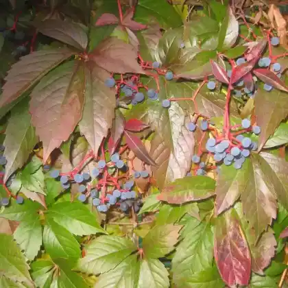 Foto von Gewöhnliche Jungfernrebe (Parthenocissus vitacea)