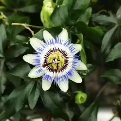 Foto von Blaue Passionsblume (Passiflora caerulea)