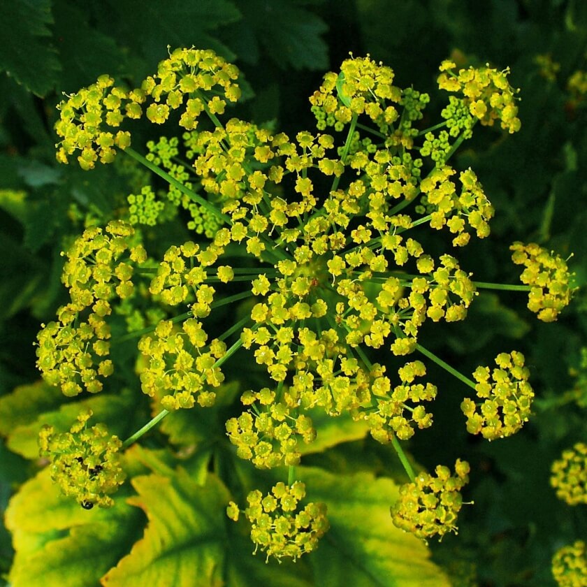 Die besten Doldenblütler für deinen Garten