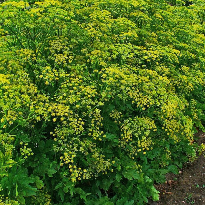 Die besten Doldenblütler für deinen Garten