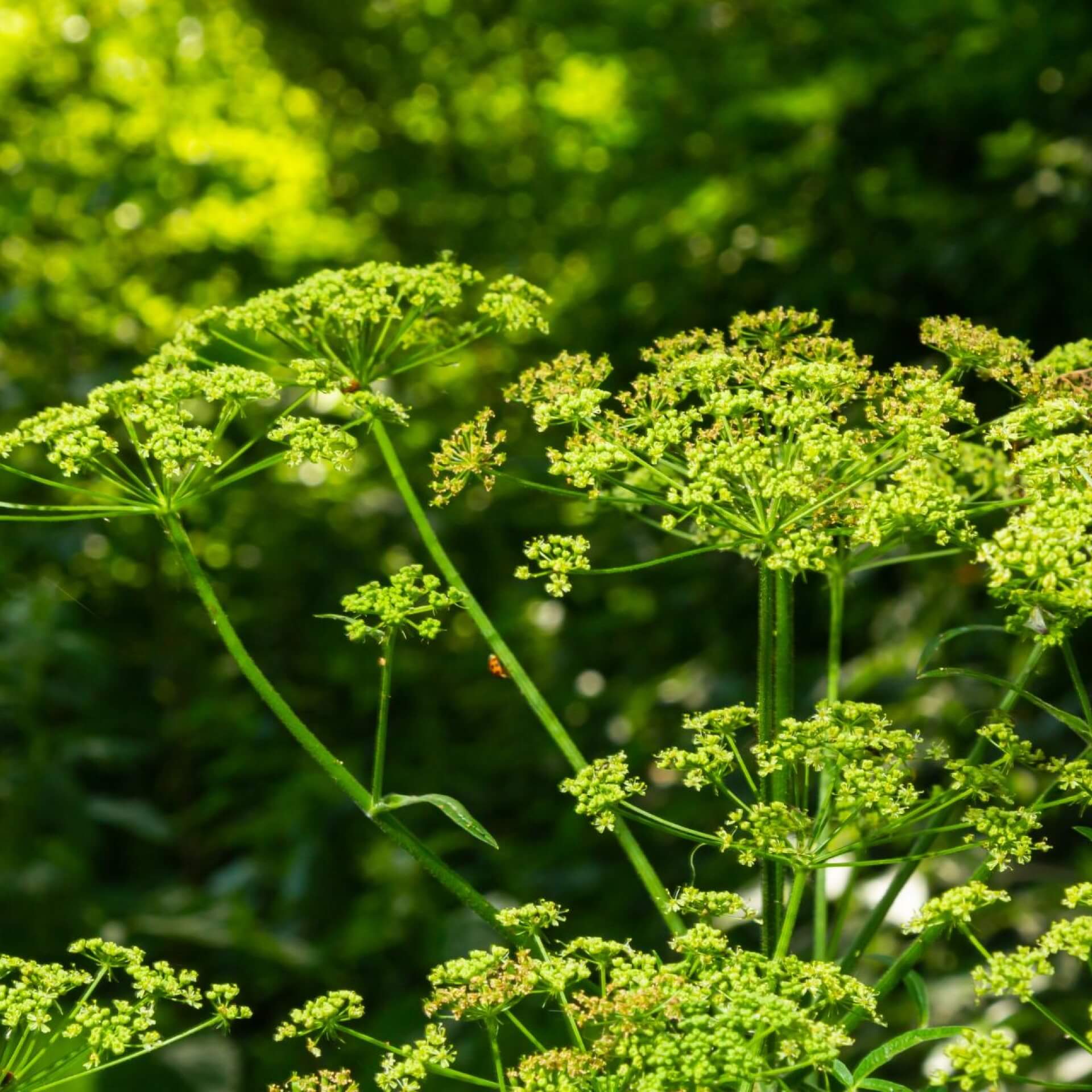 Echter Pastinak (Pastinaca sativa)