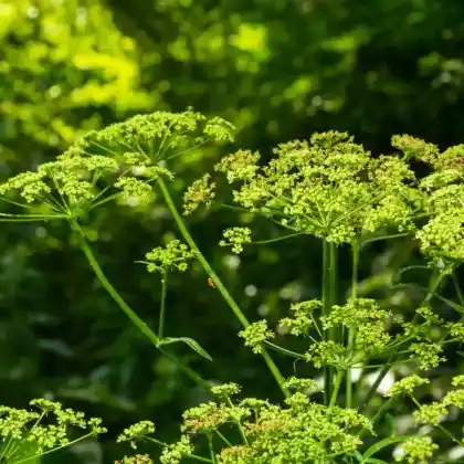 Foto von Echter Pastinak (Pastinaca sativa)
