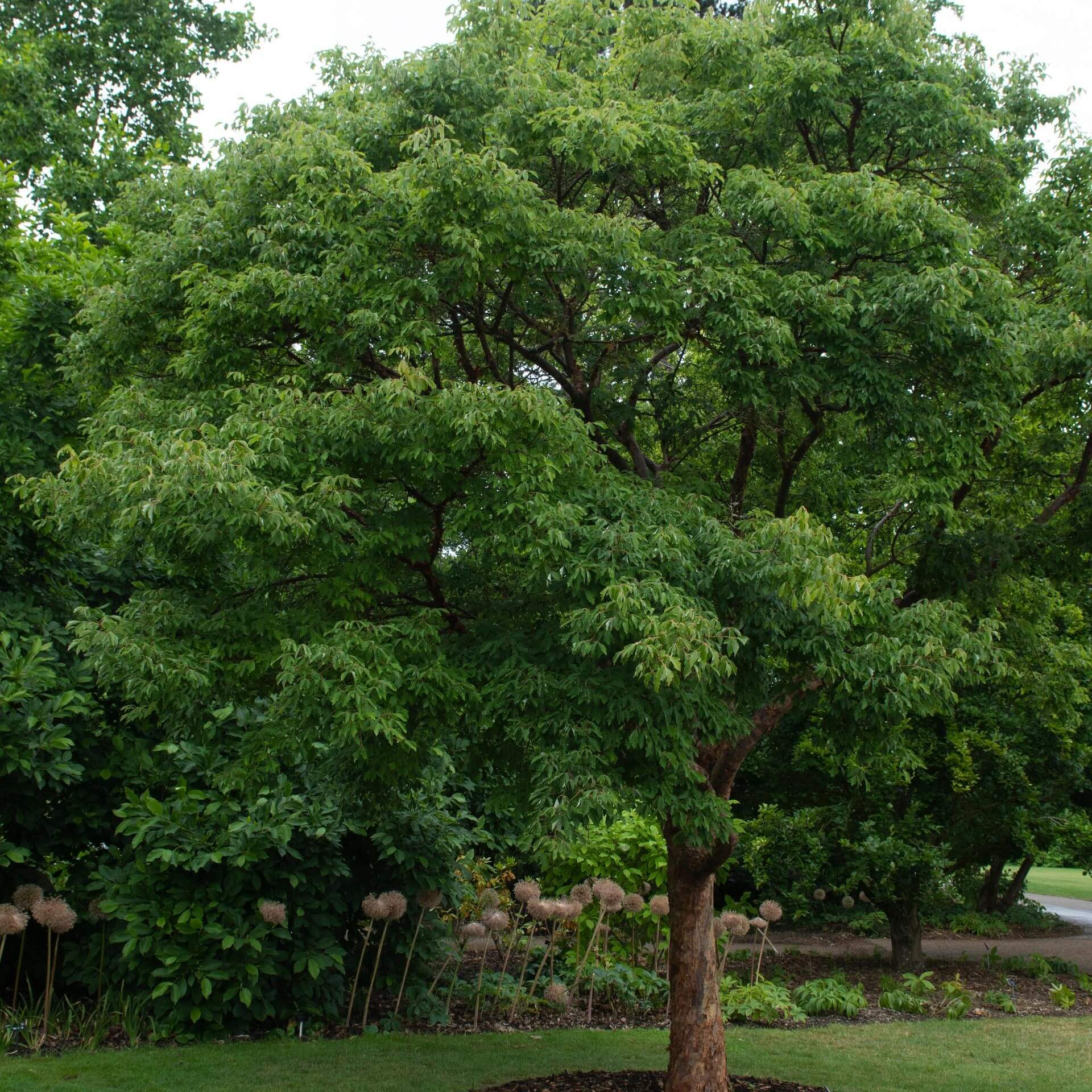 Zimt-Ahorn (Acer griseum)