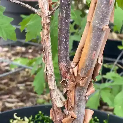 Foto von Zimt-Ahorn (Acer griseum)