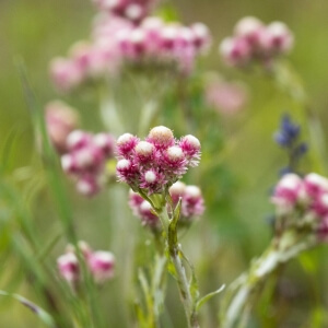 Antennaria dioica