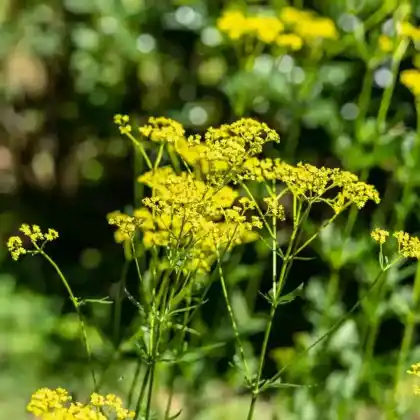 Foto von Hoher Goldbaldrian (Patrinia scabiosifolia)