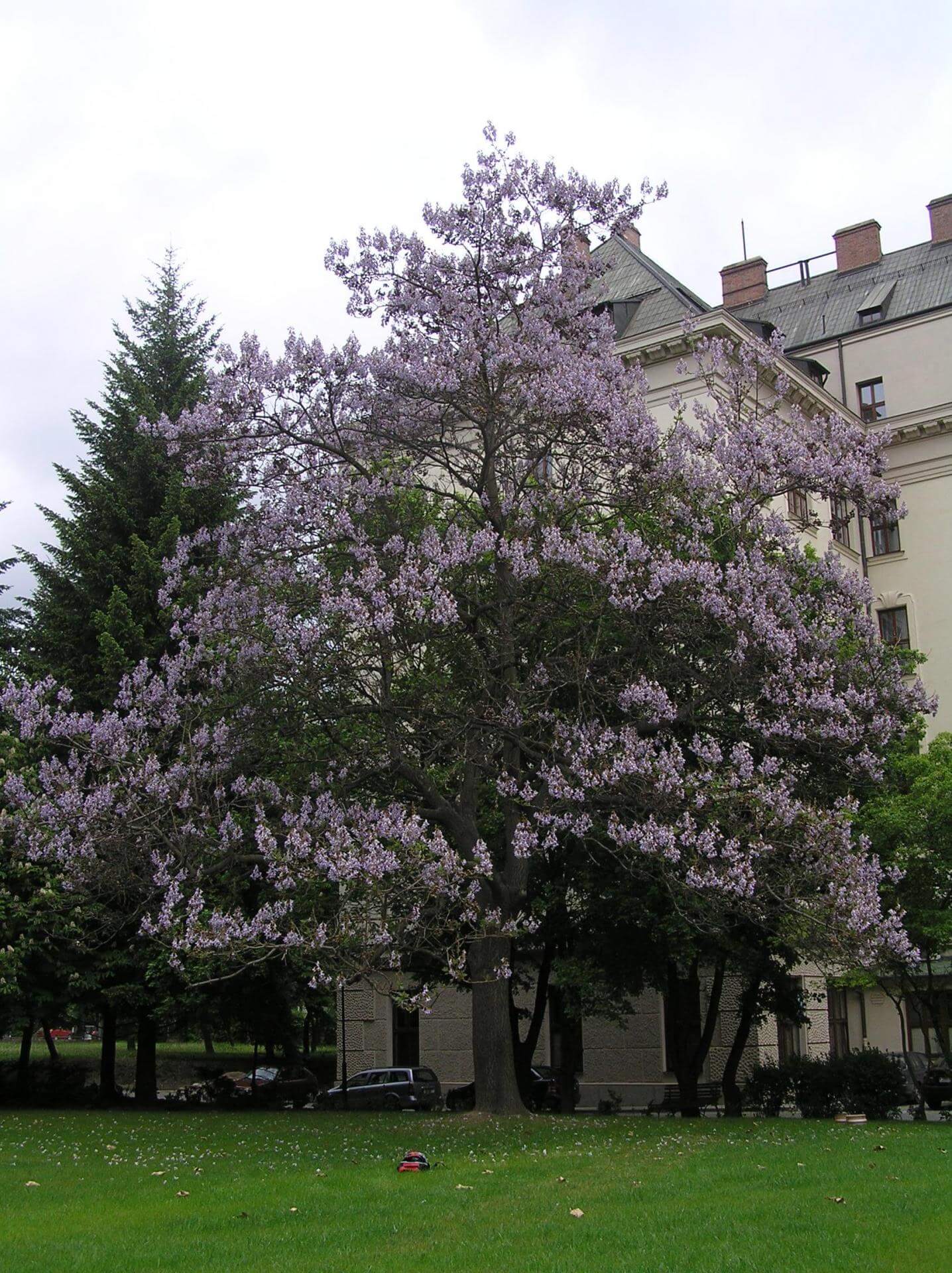 Chinesischer Blauglockenbaum / Paulownia tomentosa