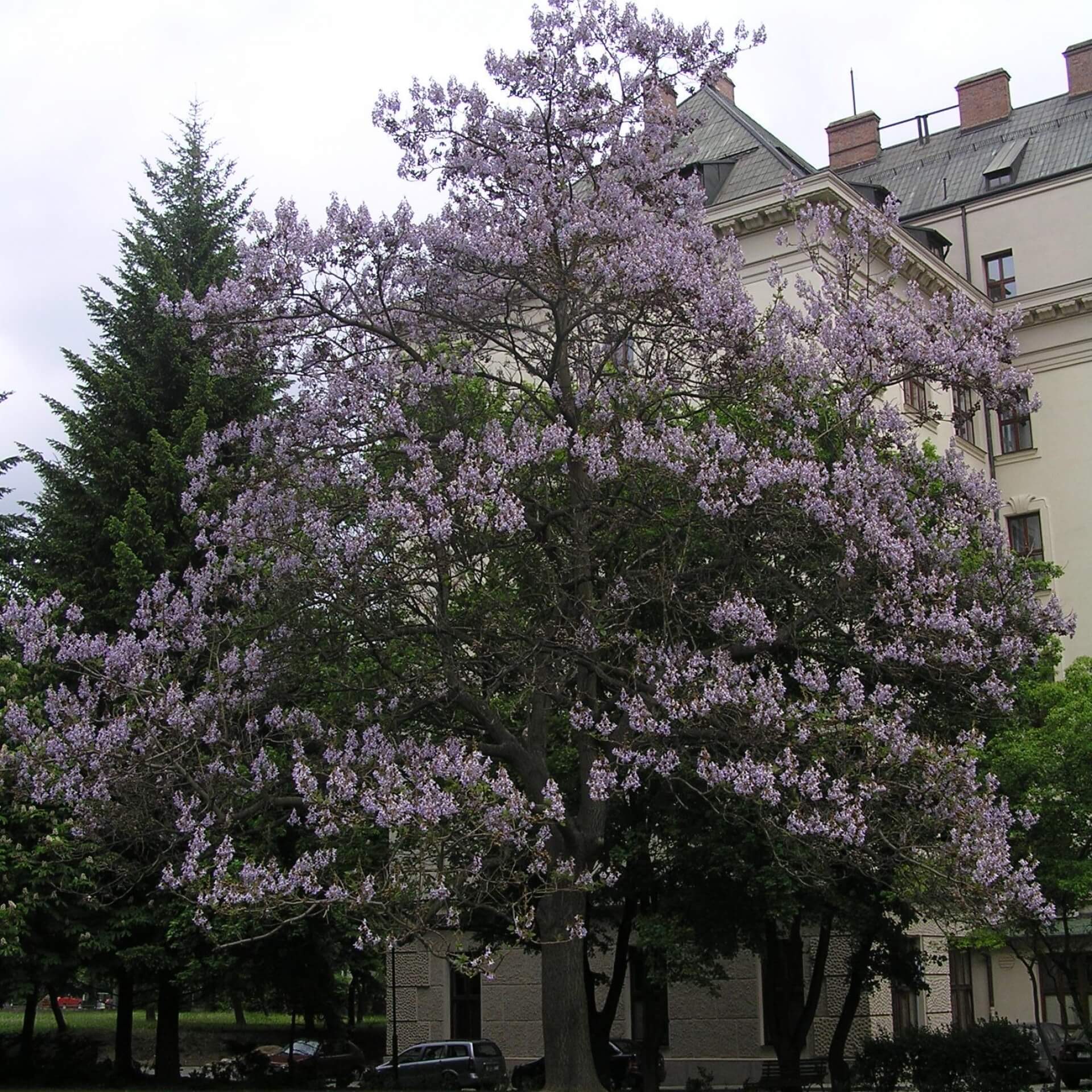 Chinesischer Blauglockenbaum (Paulownia tomentosa)