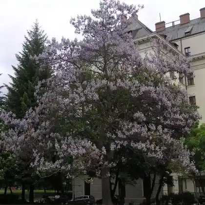 Foto von Chinesischer Blauglockenbaum (Paulownia tomentosa)
