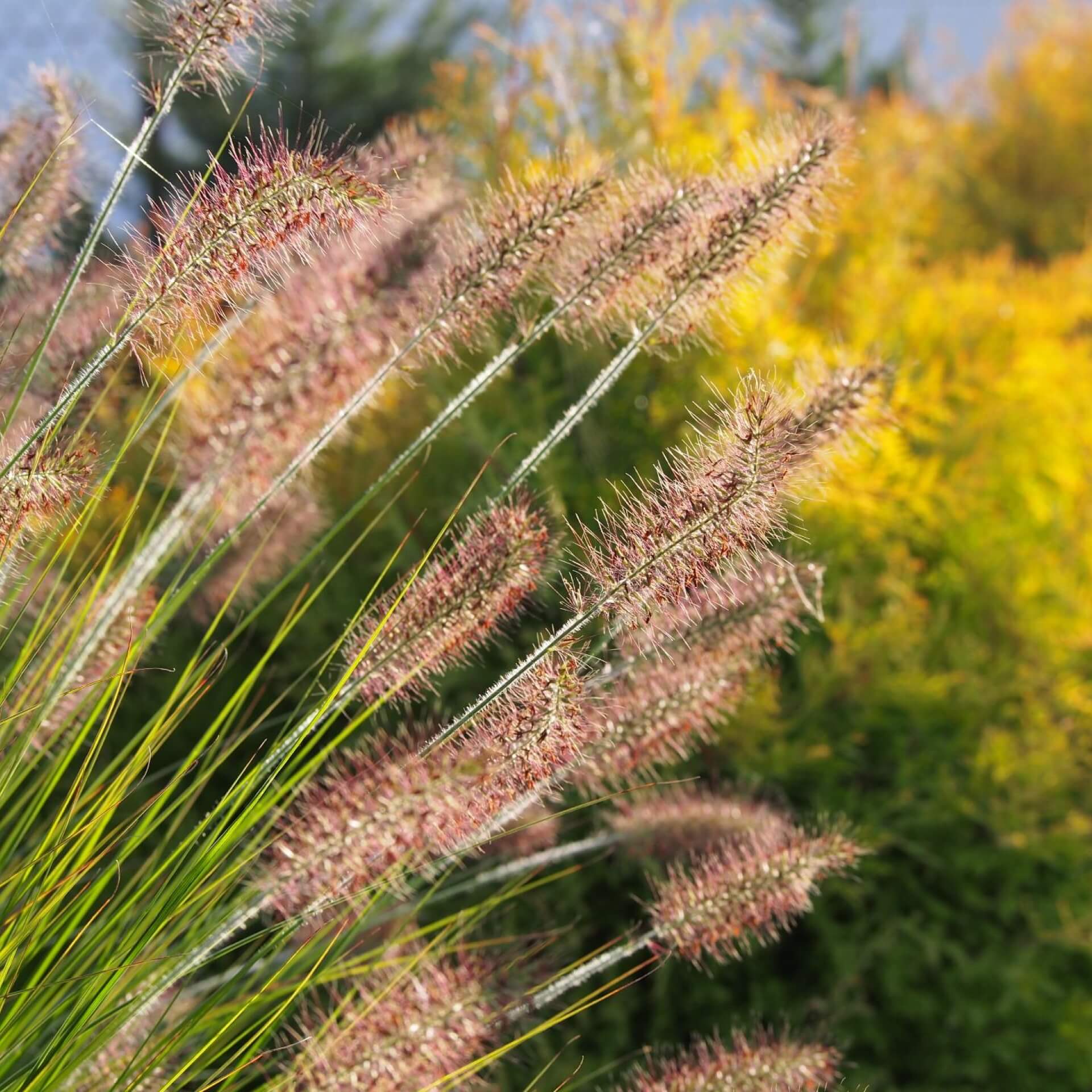 Australisches Lampenputzergras (Pennisetum alopecuroides)